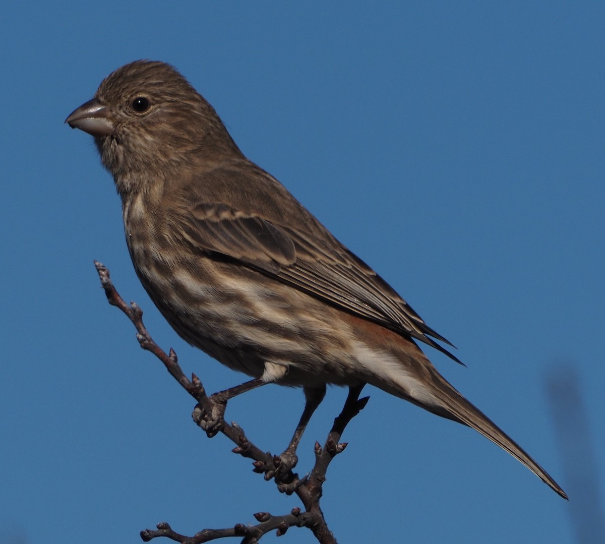 House Finch - ML645724487