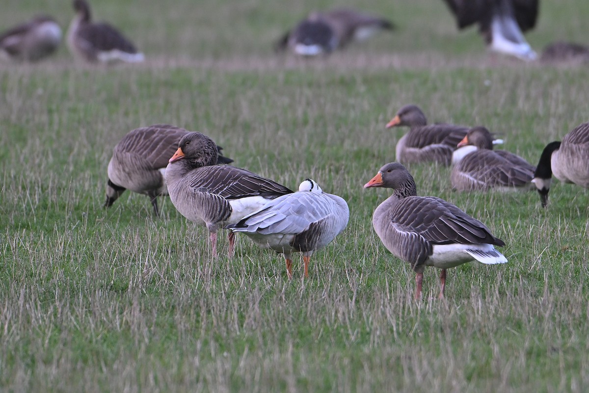 Гуска гірська - ML645724492