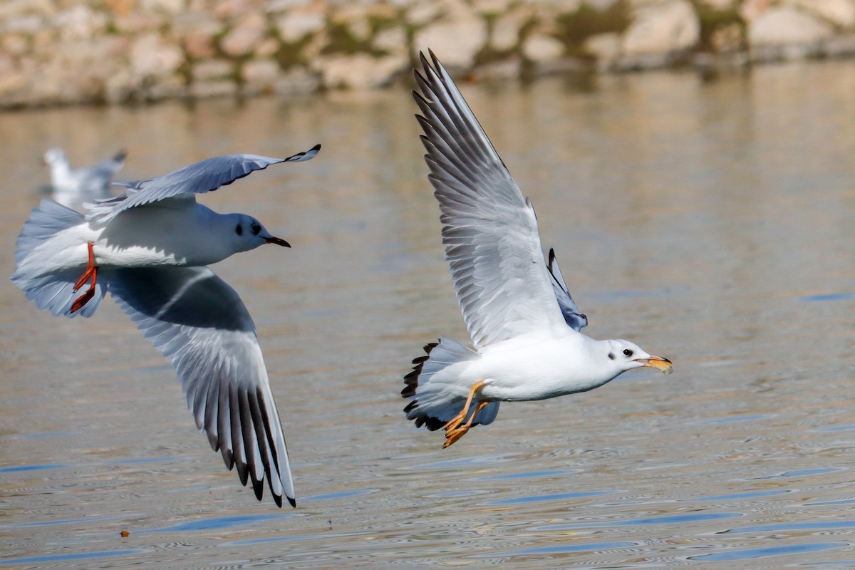 Black-headed Gull - ML645724497