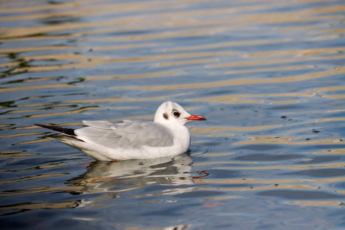 Black-headed Gull - ML645724498