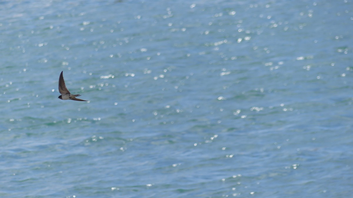 vlaštovka obecná - ML645724502