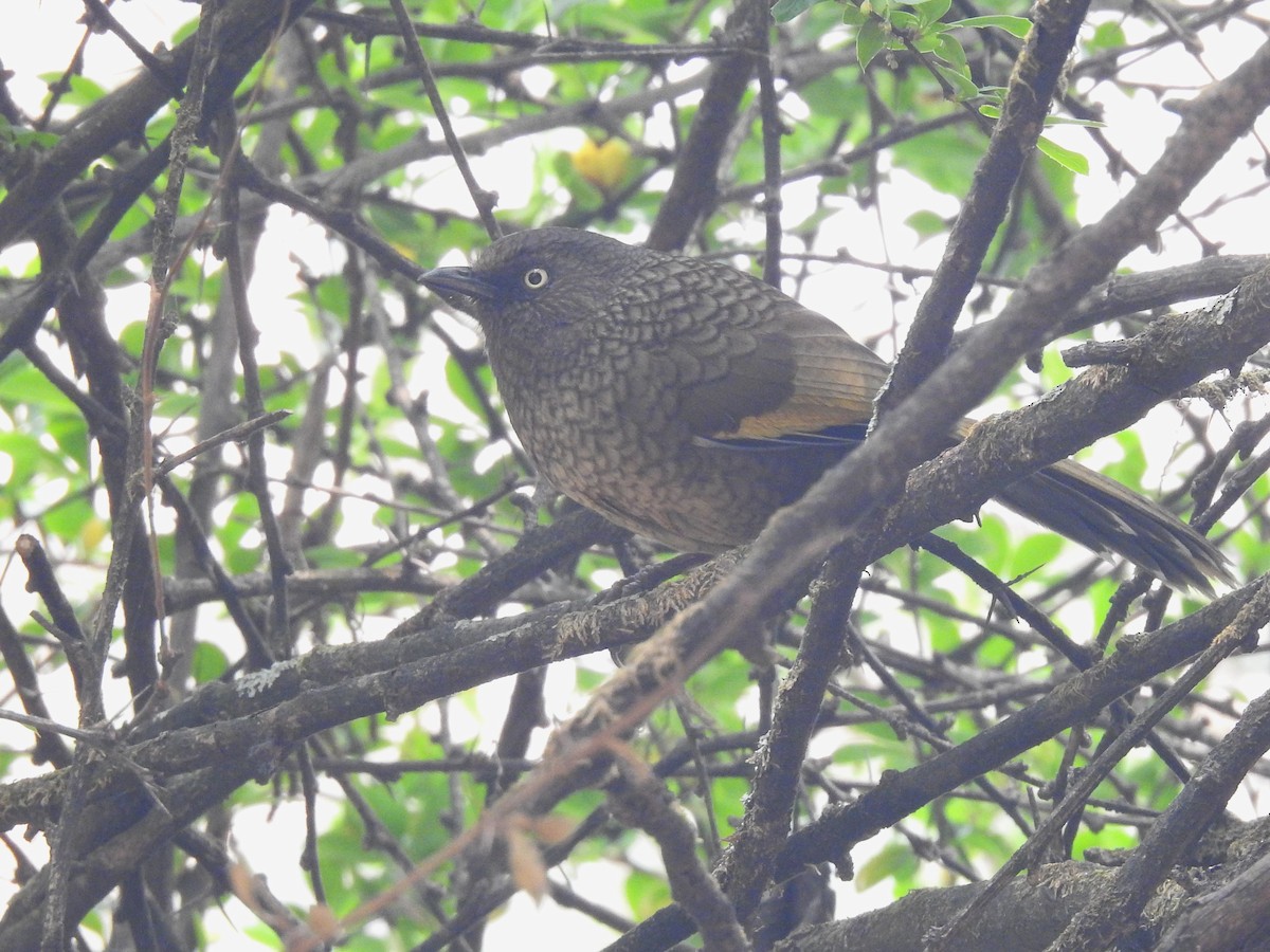 Scaly Laughingthrush - ML645724503