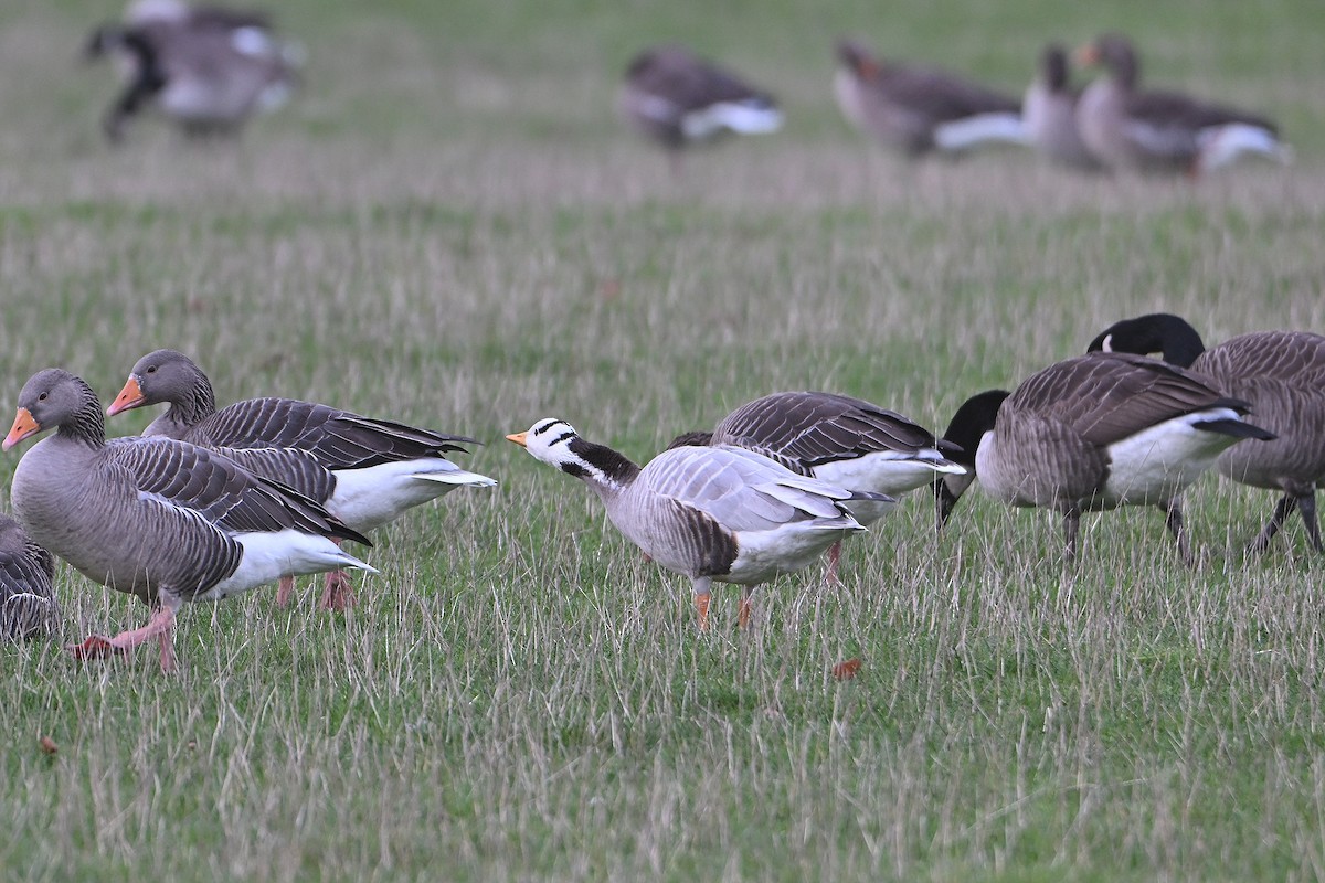 Гуска гірська - ML645724520