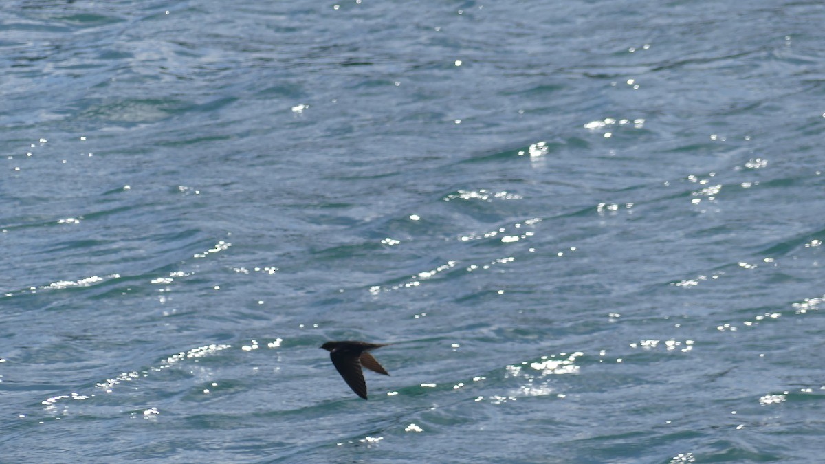 vlaštovka obecná - ML645724523