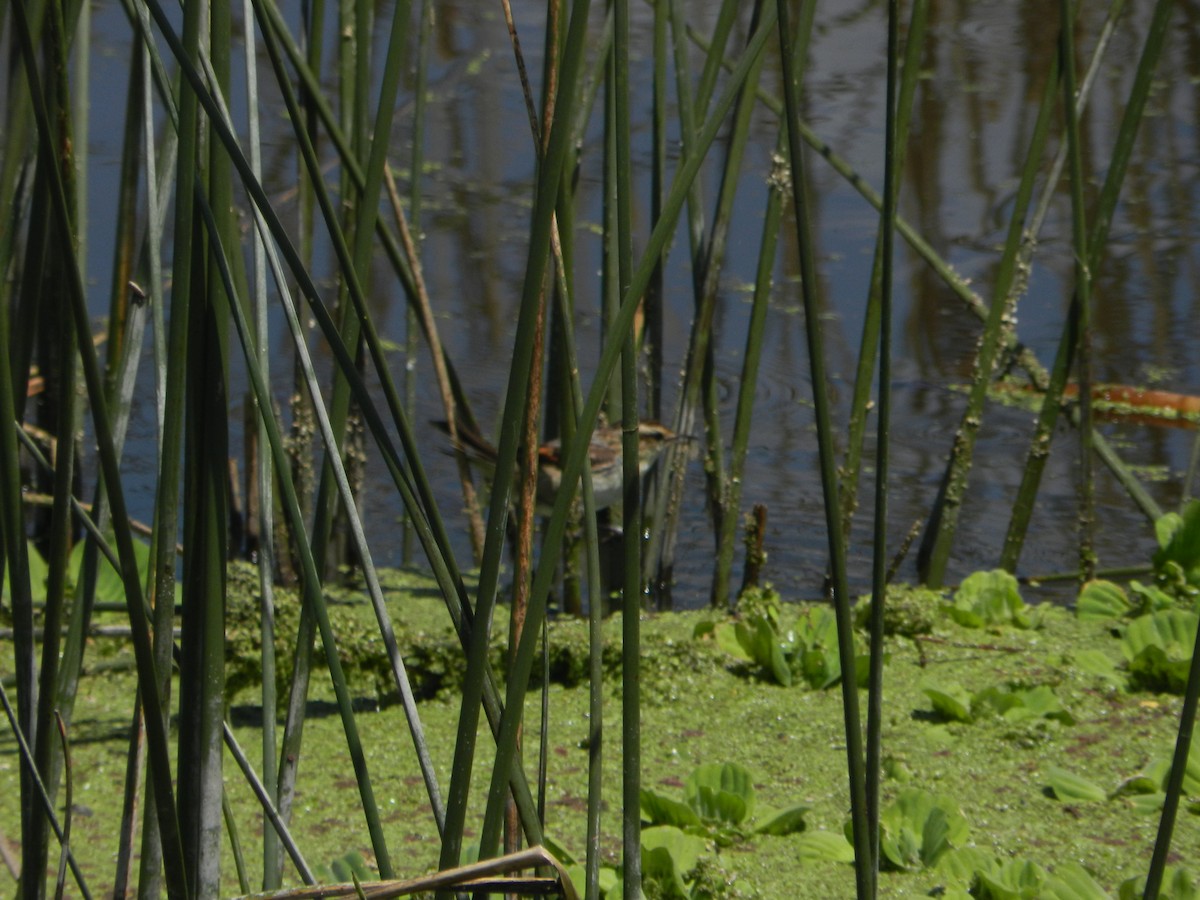 Junquero troglodyte - ML645724525