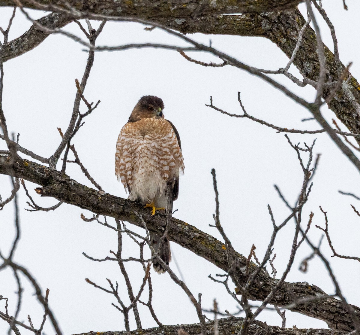 Cooper's Hawk - ML645724527