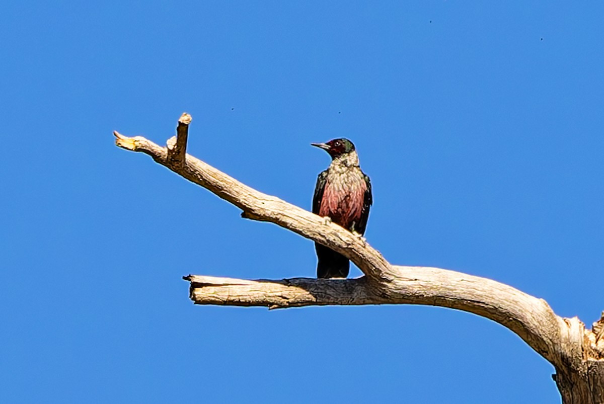 datel červenolící - ML645724528