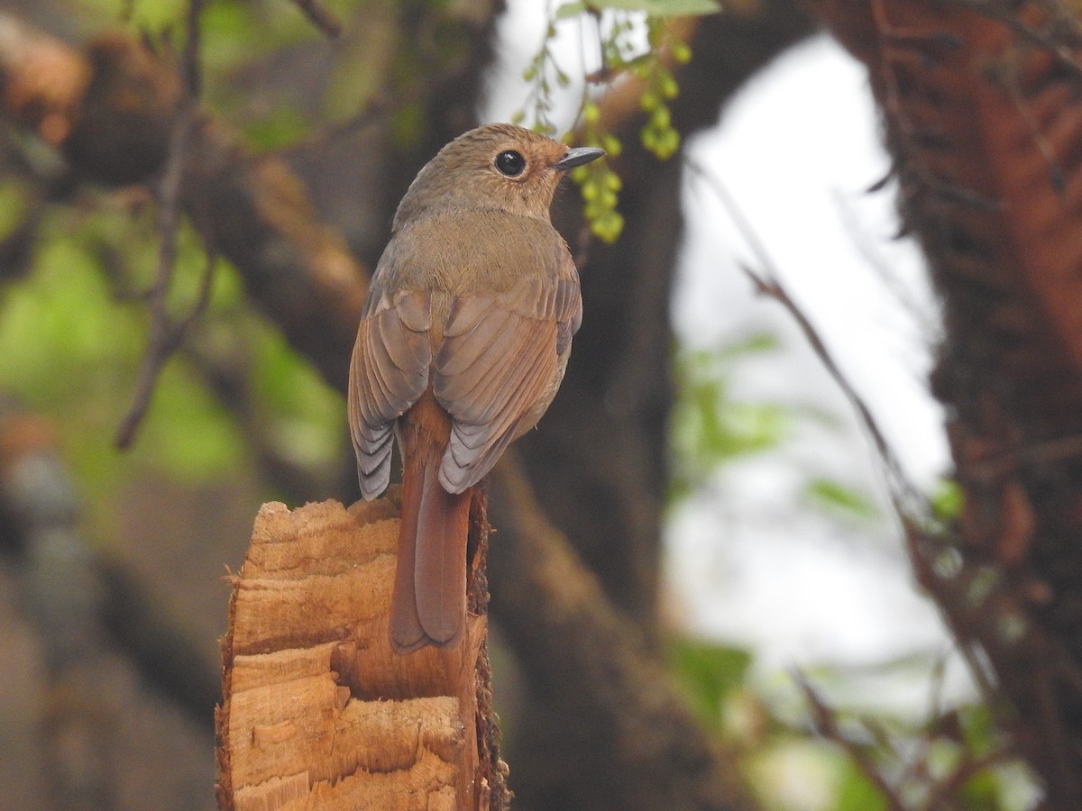 Rufous-bellied Niltava - ML645724534