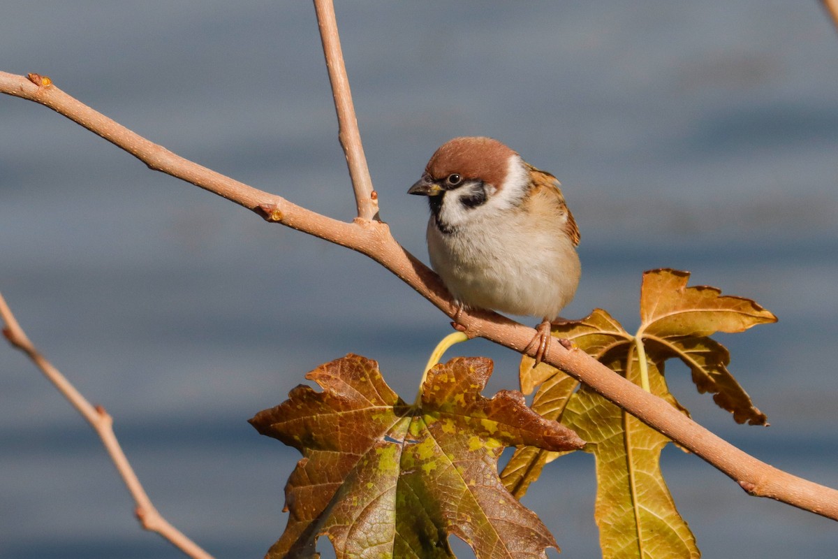 Eurasian Tree Sparrow - ML645724535