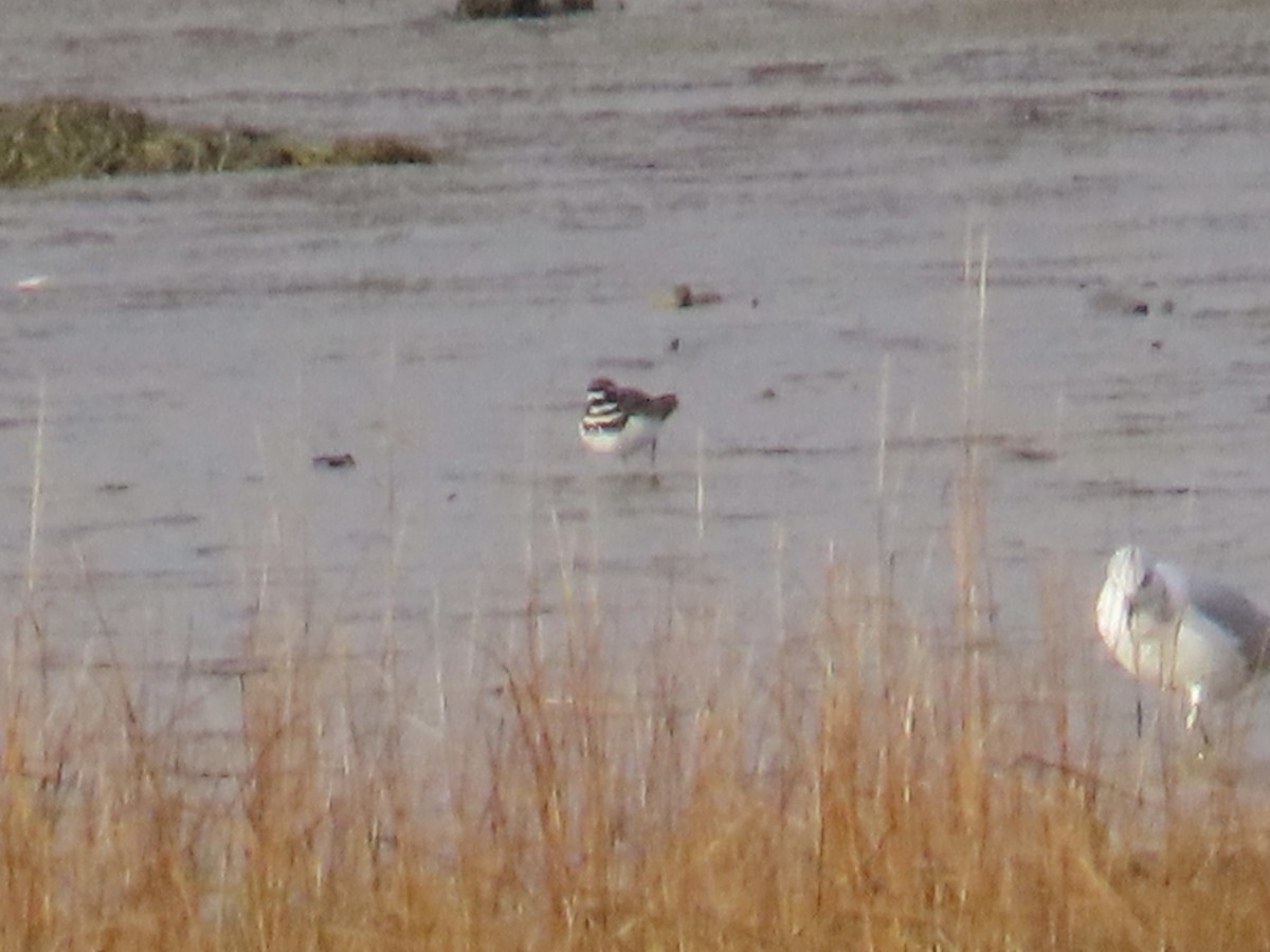 Killdeer - ML645724542
