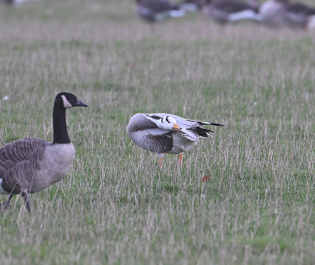 Гуска гірська - ML645724548
