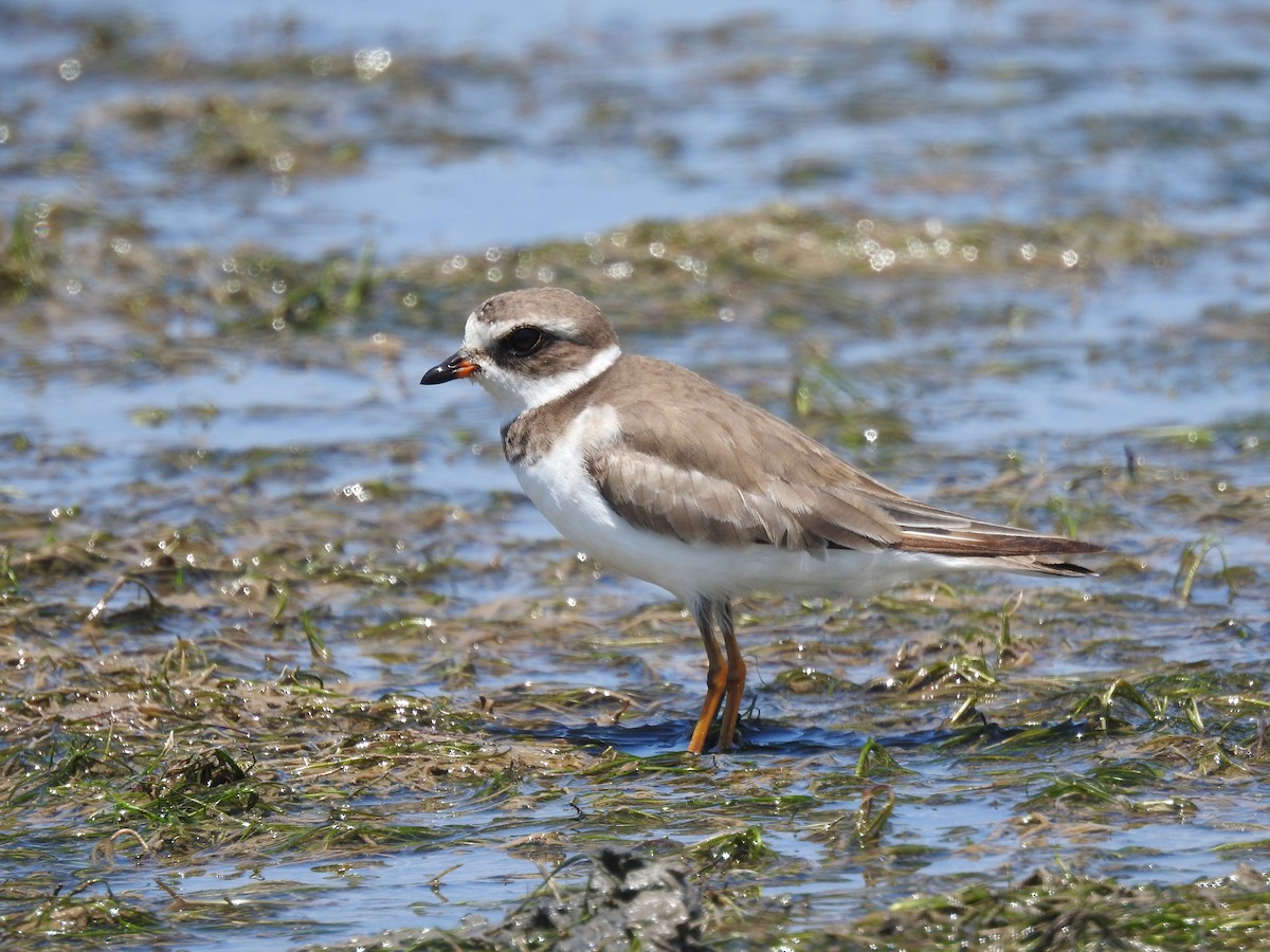 Semipalmated Plover - ML645724549