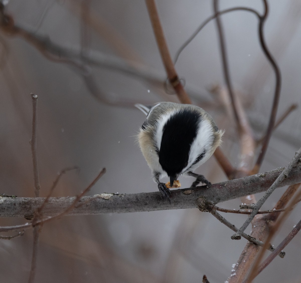 Black-capped Chickadee - ML645724551