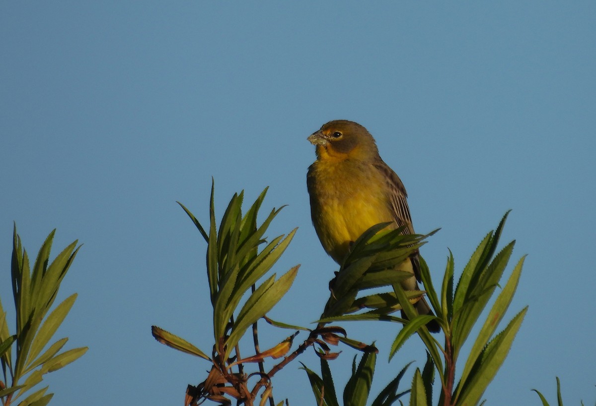 Grassland Yellow-Finch - ML645724557
