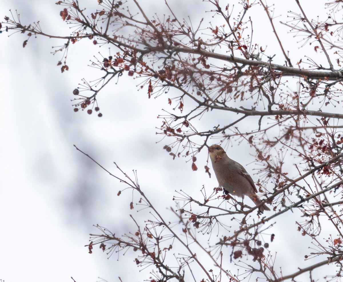 Pinu-gailupa - ML645724558