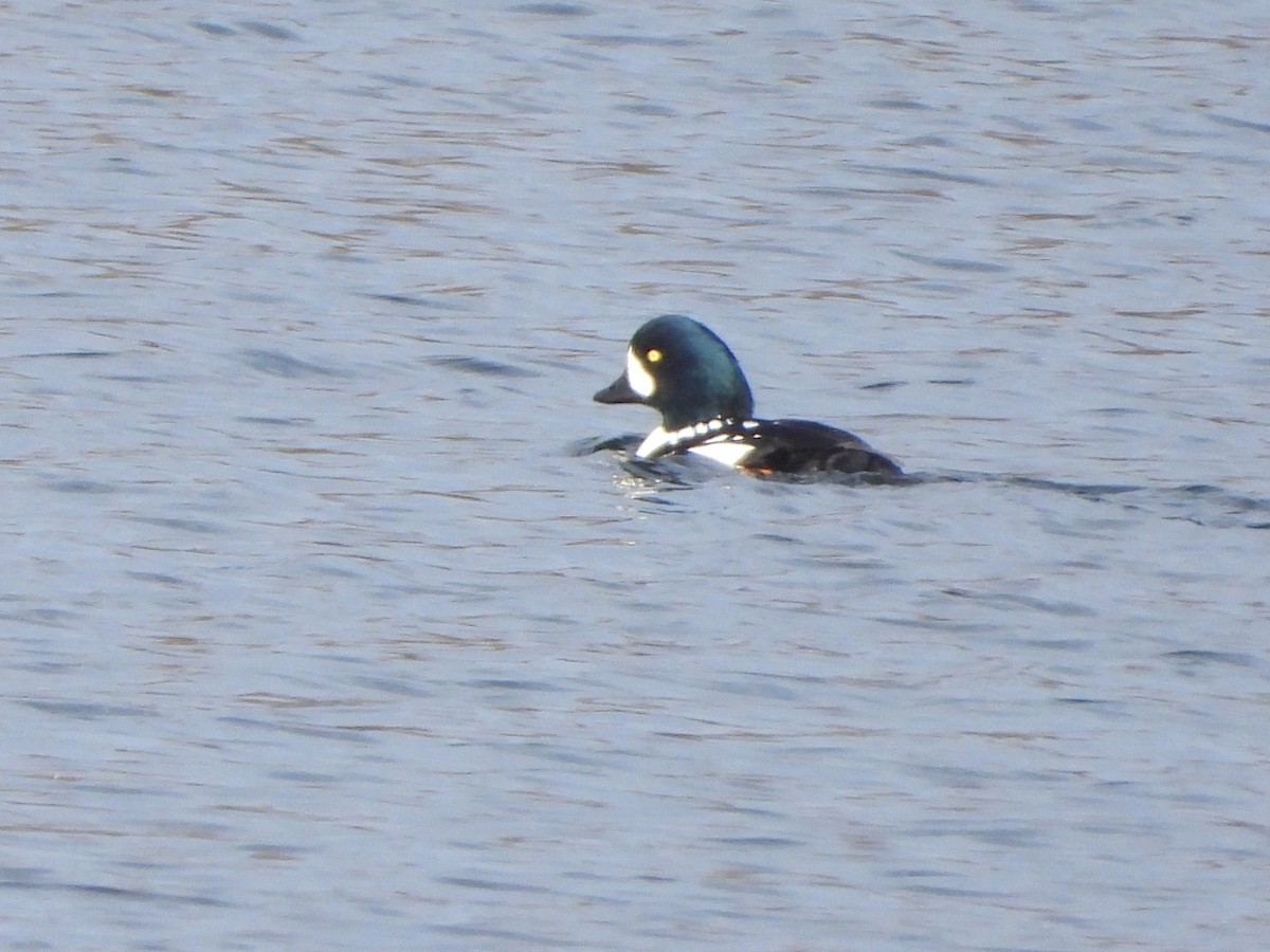 Barrow's Goldeneye - ML645724561