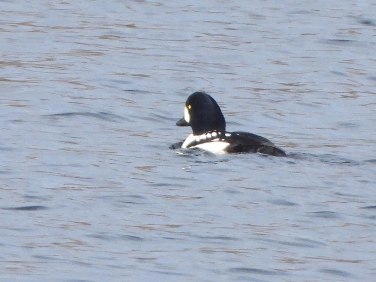 Barrow's Goldeneye - ML645724562