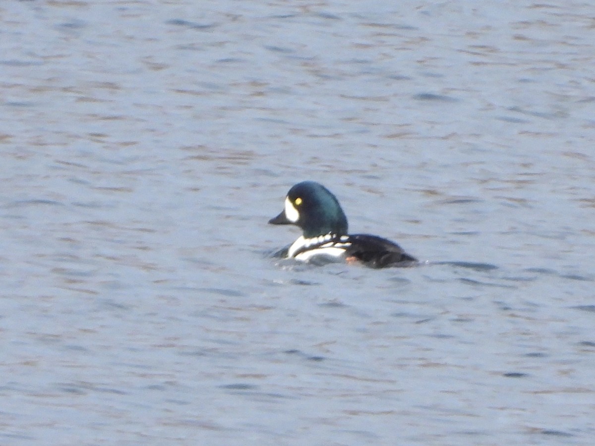 Barrow's Goldeneye - ML645724563