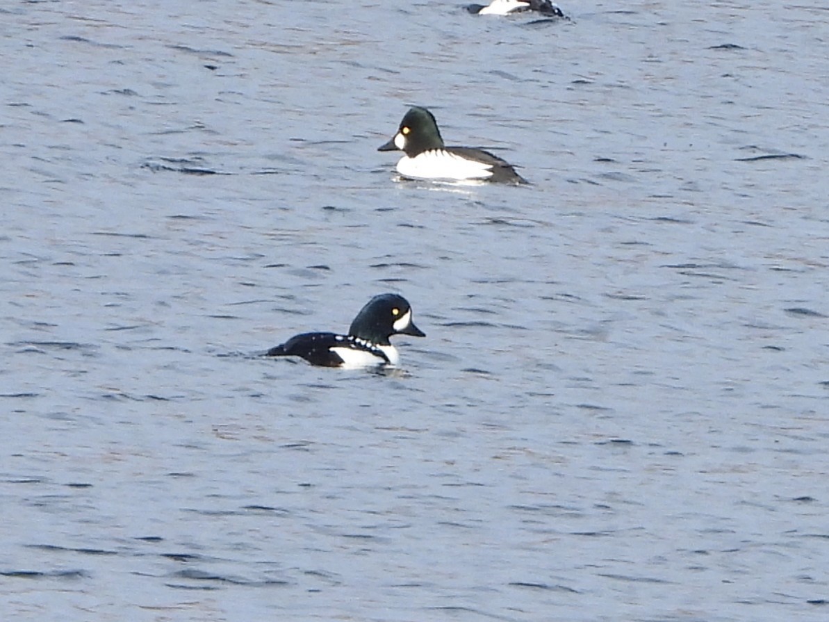 Barrow's Goldeneye - ML645724564