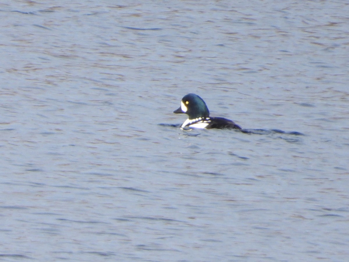 Barrow's Goldeneye - ML645724565
