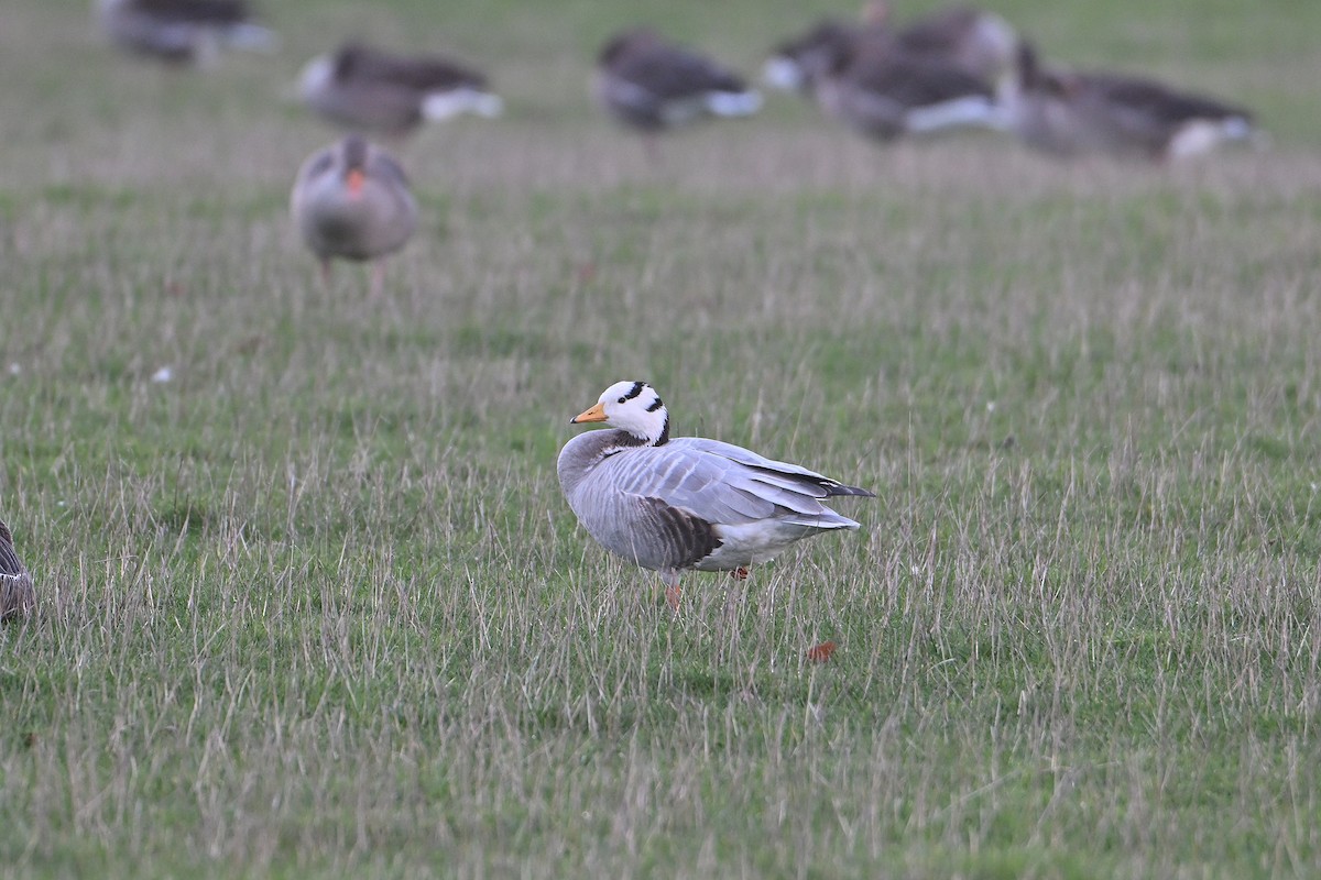 Гуска гірська - ML645724567
