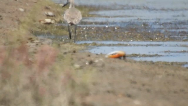 Willet - ML645724568