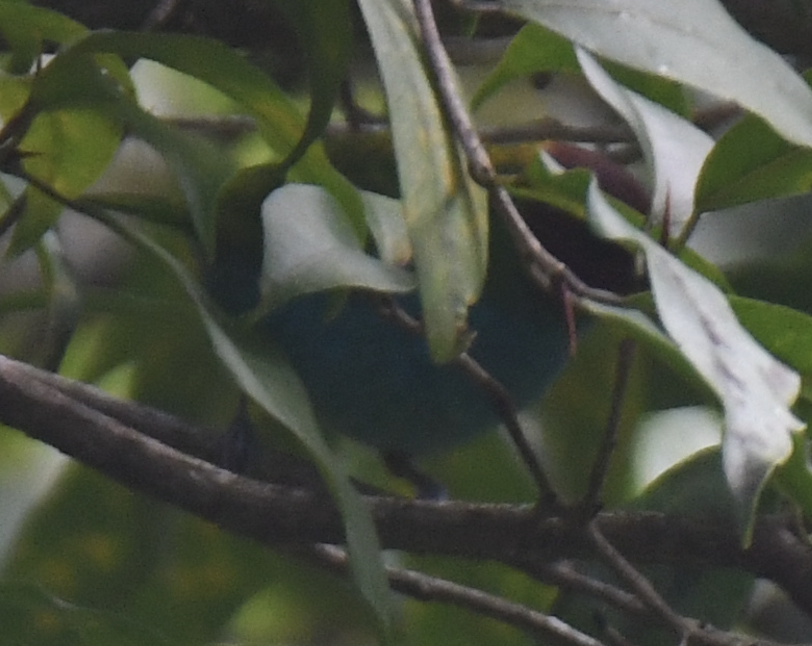 Tangara Cabecibaya - ML645724569