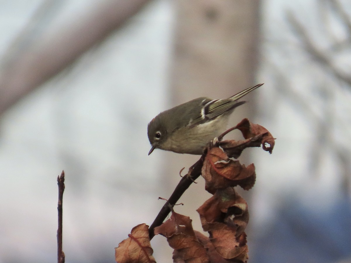 Ruby-crowned Kinglet - ML645724573