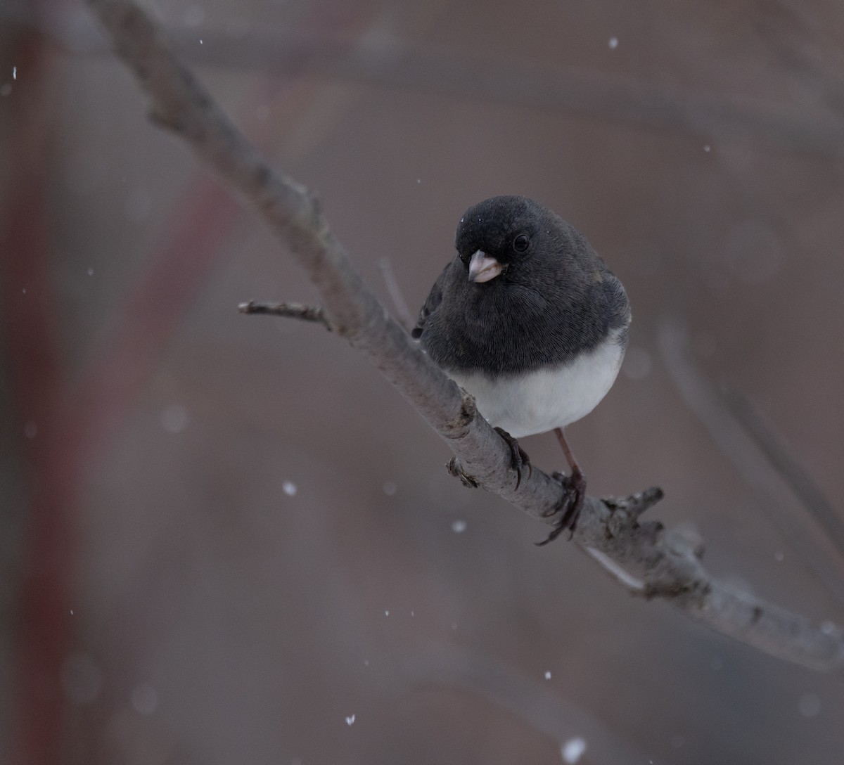 Dark-eyed Junco - ML645724574