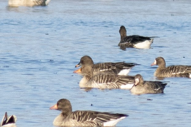 Tundra Bean-Goose - ML645724575