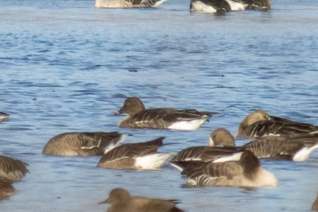 Tundra Bean-Goose - ML645724576