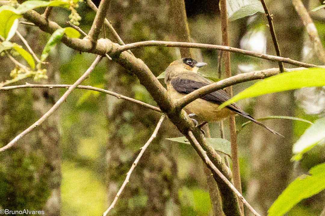 Black-goggled Tanager - ML645724584