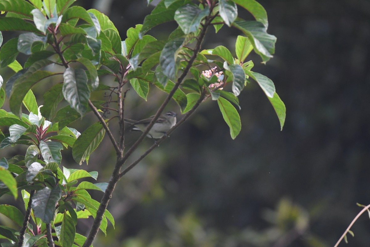 Red-eyed Vireo - ML645724585