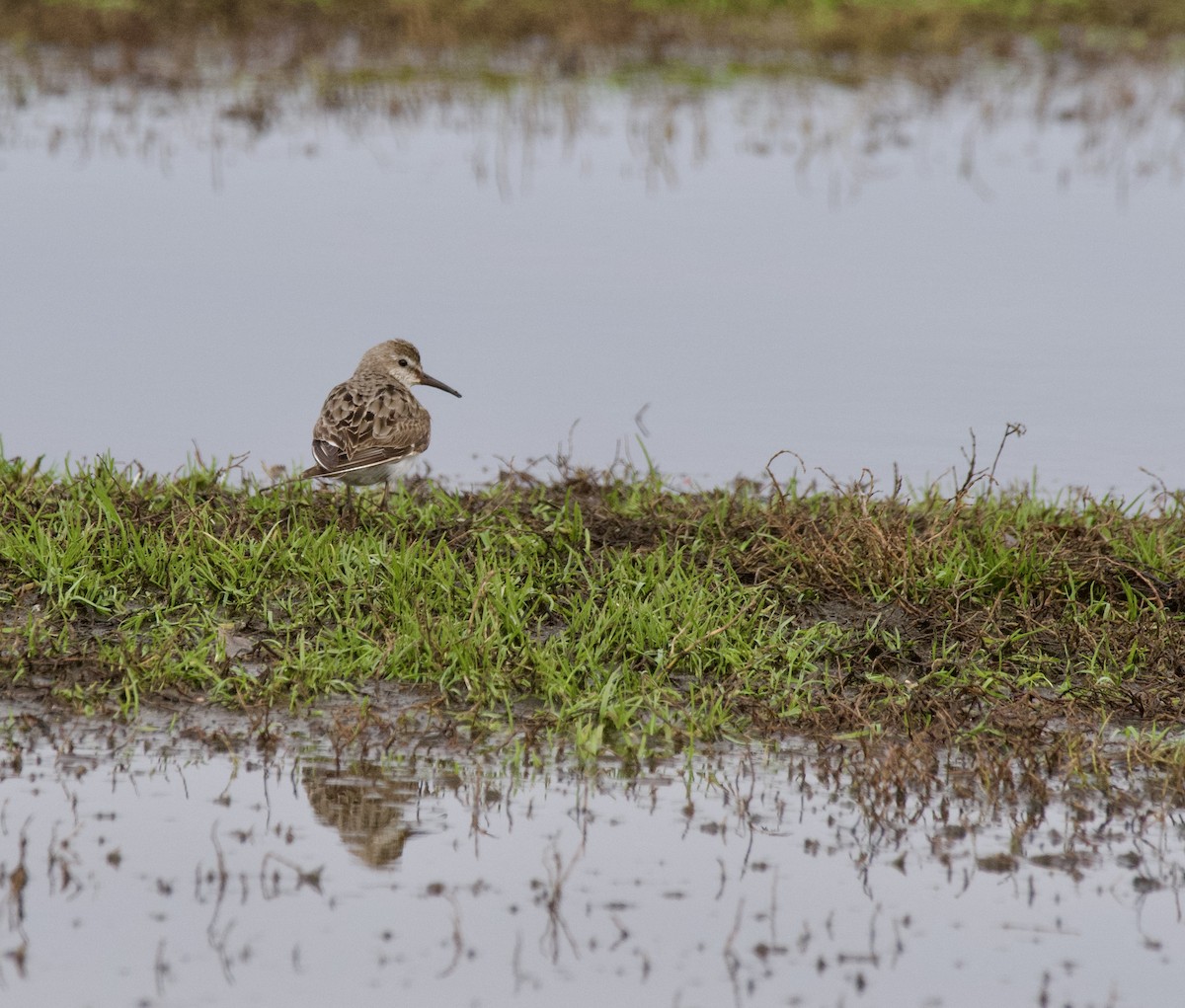 White-rumped Sandpiper - ML645724597
