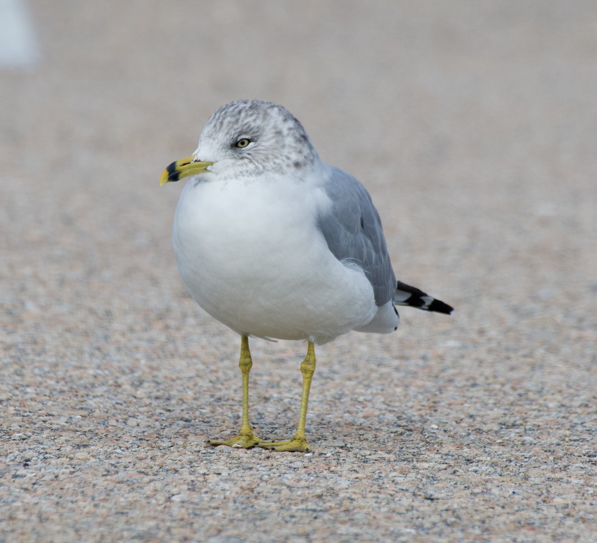 Ring-billed Gull - ML645724606