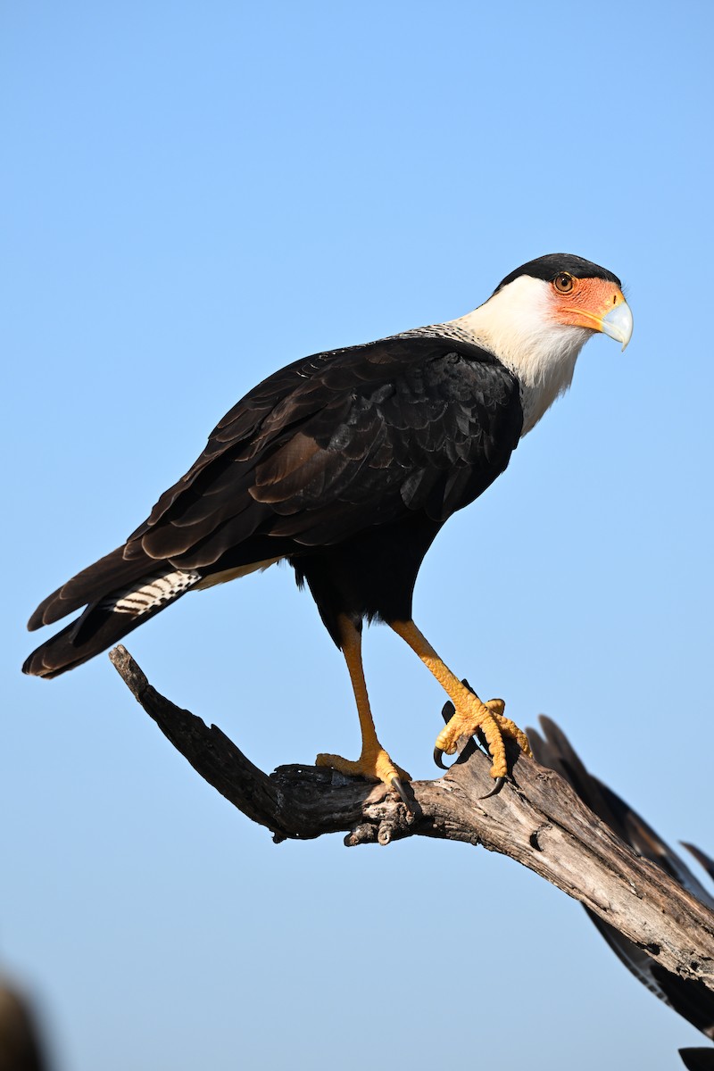 Crested Caracara - ML645724607