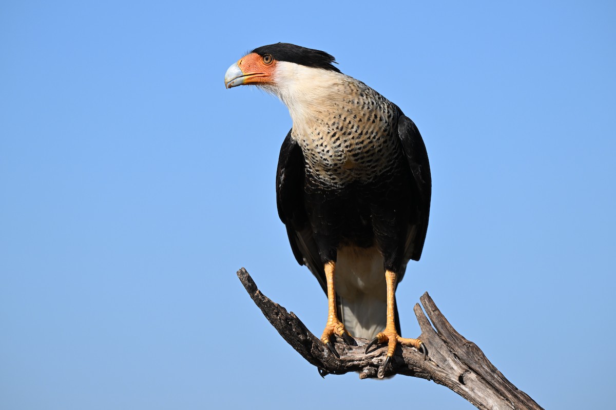 Crested Caracara - ML645724608