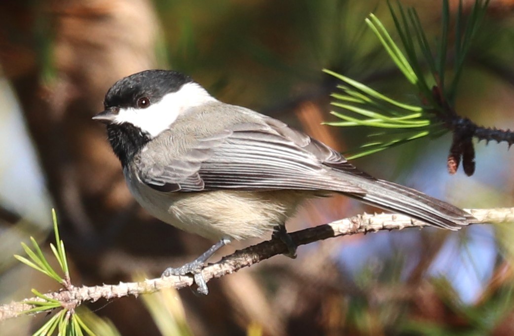 Carolina Chickadee - ML645724611