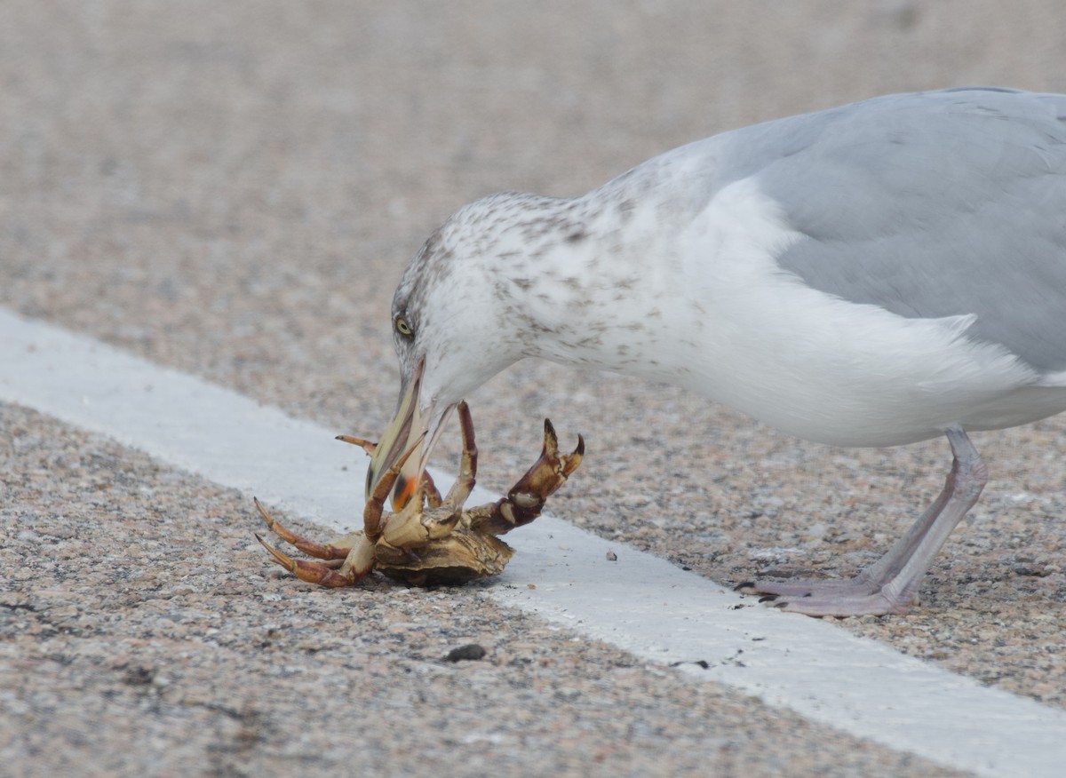 American Herring Gull - ML645724619