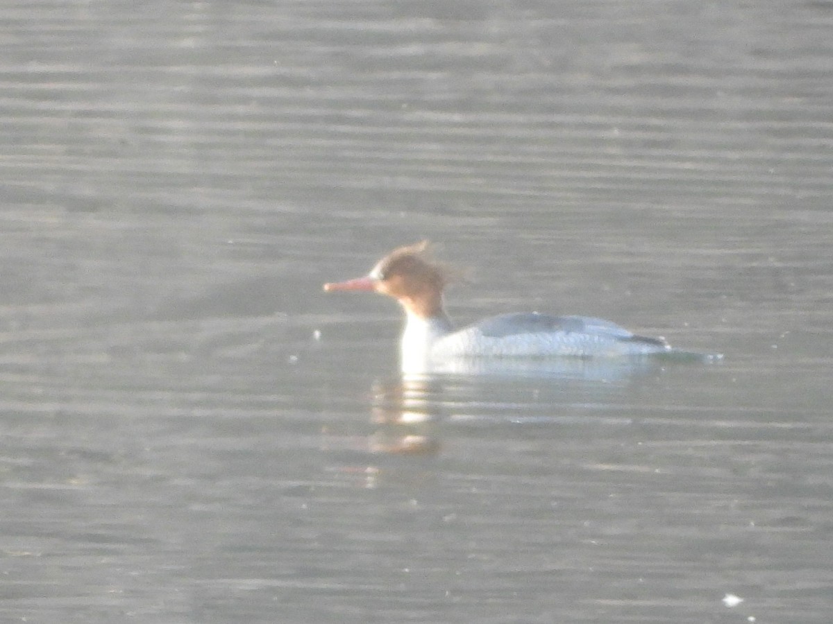 Scaly-sided Merganser - ML645724627