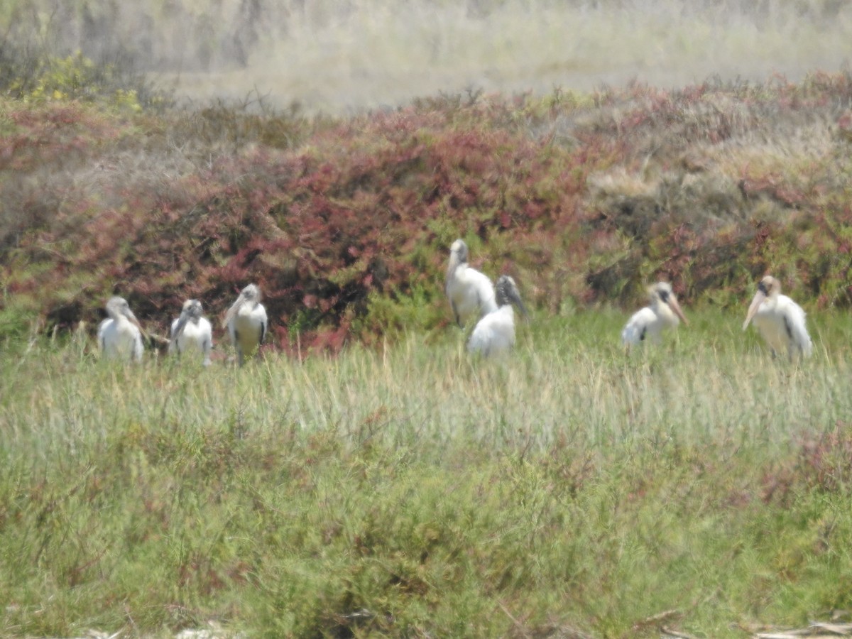 Wood Stork - ML645724630