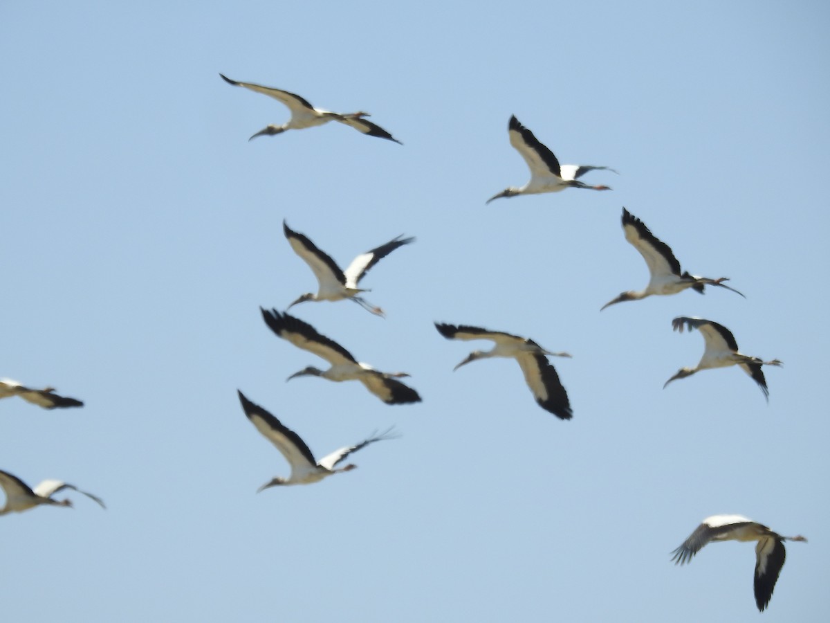 Wood Stork - ML645724631