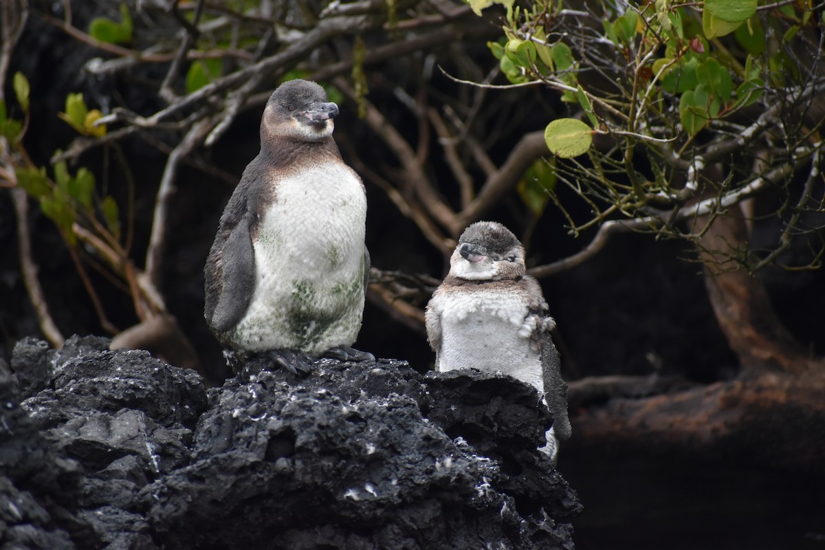 tučňák galapážský - ML645724638