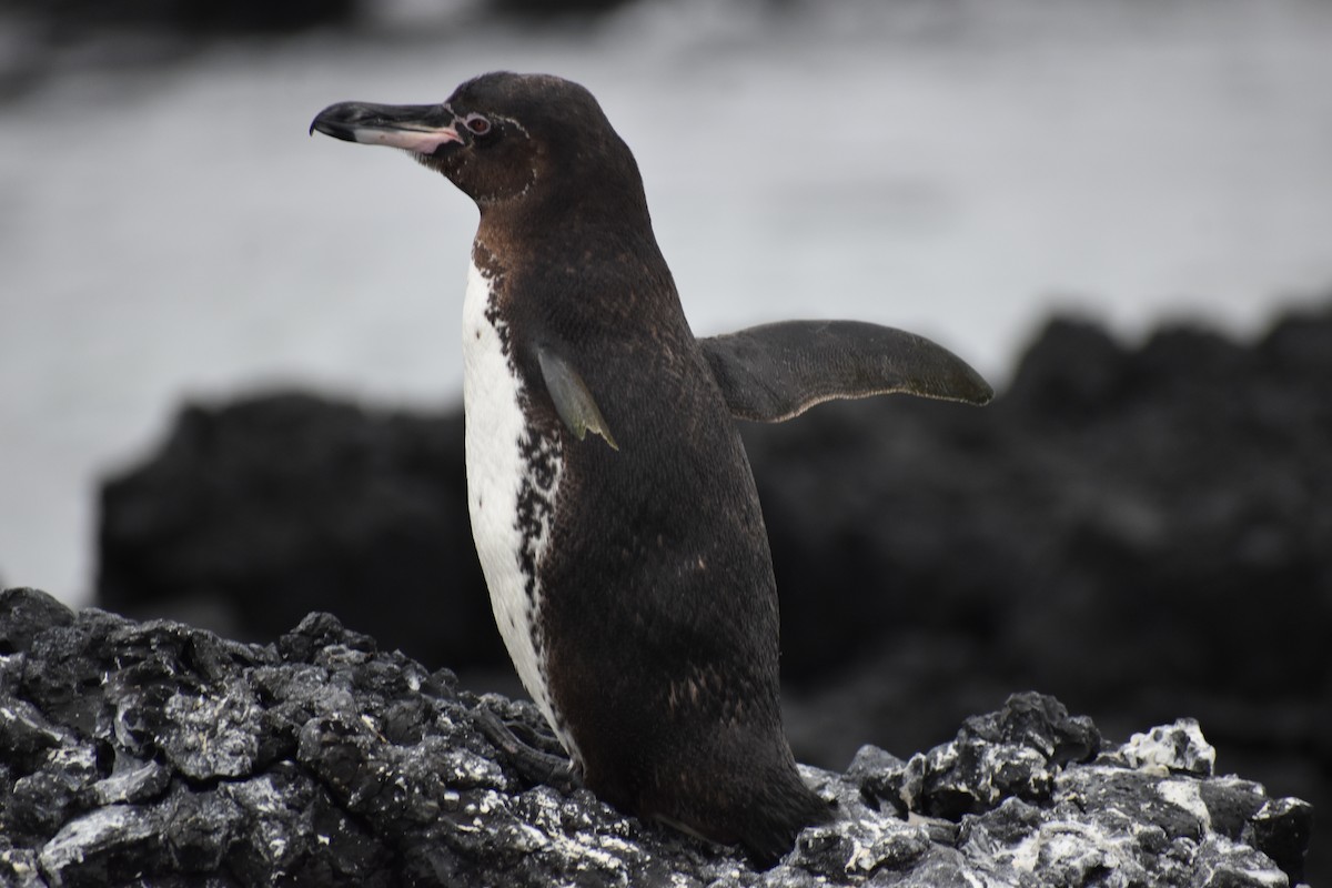 tučňák galapážský - ML645724639