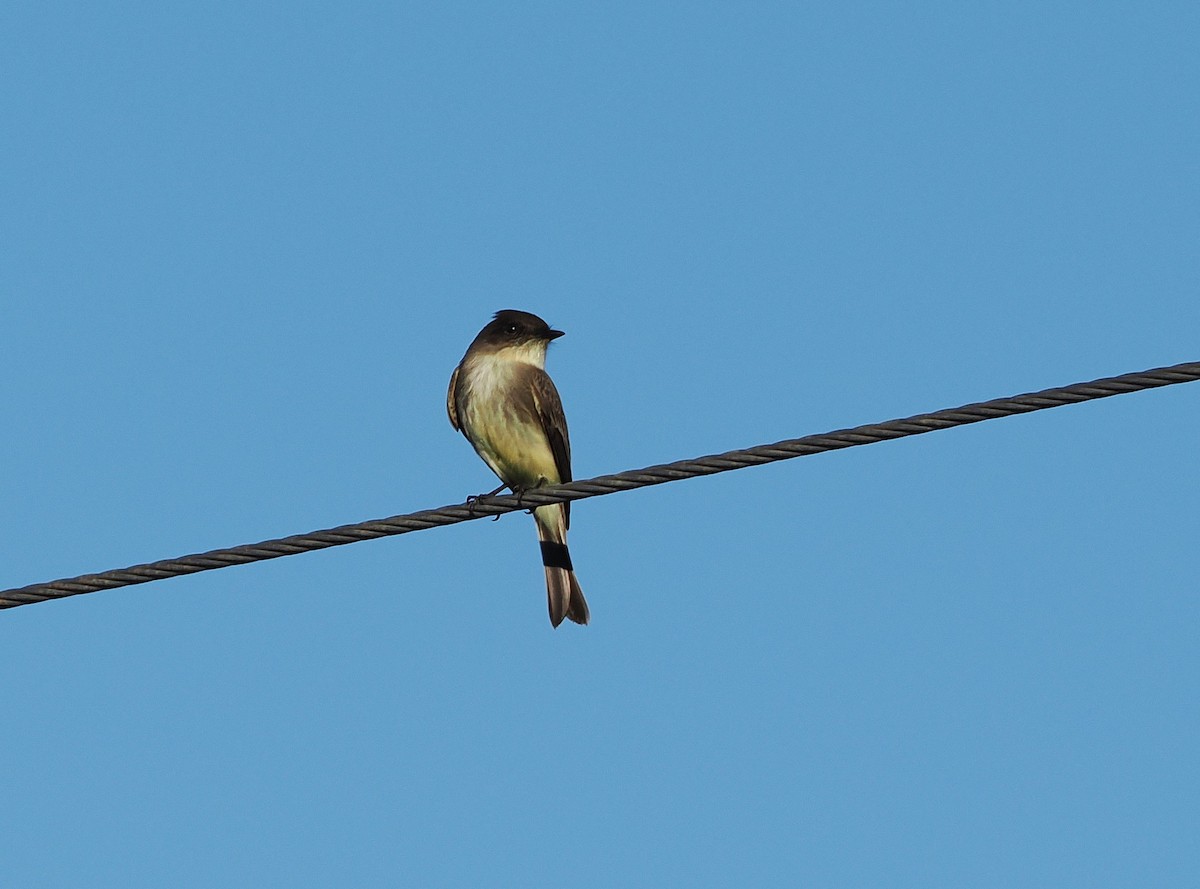 Eastern Phoebe - ML645724642