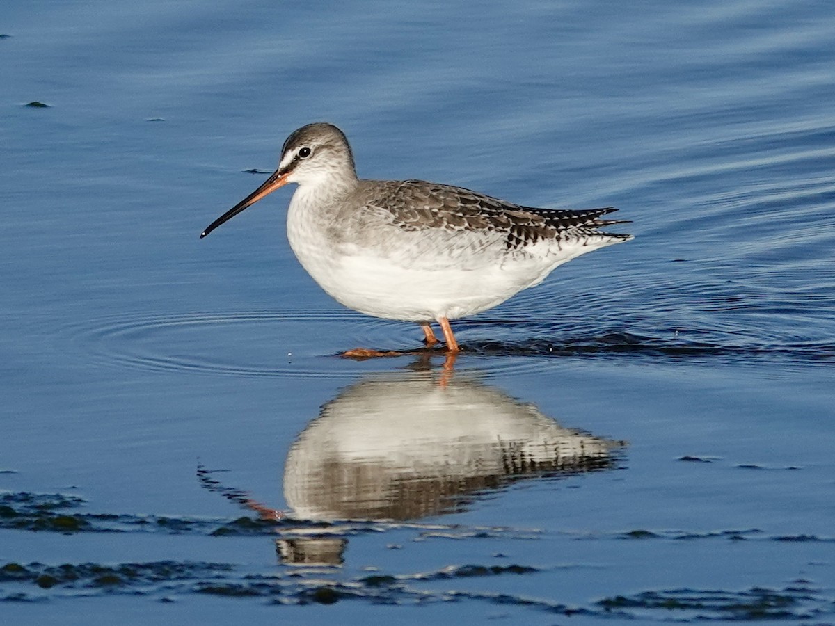 Spotted Redshank - ML645724645