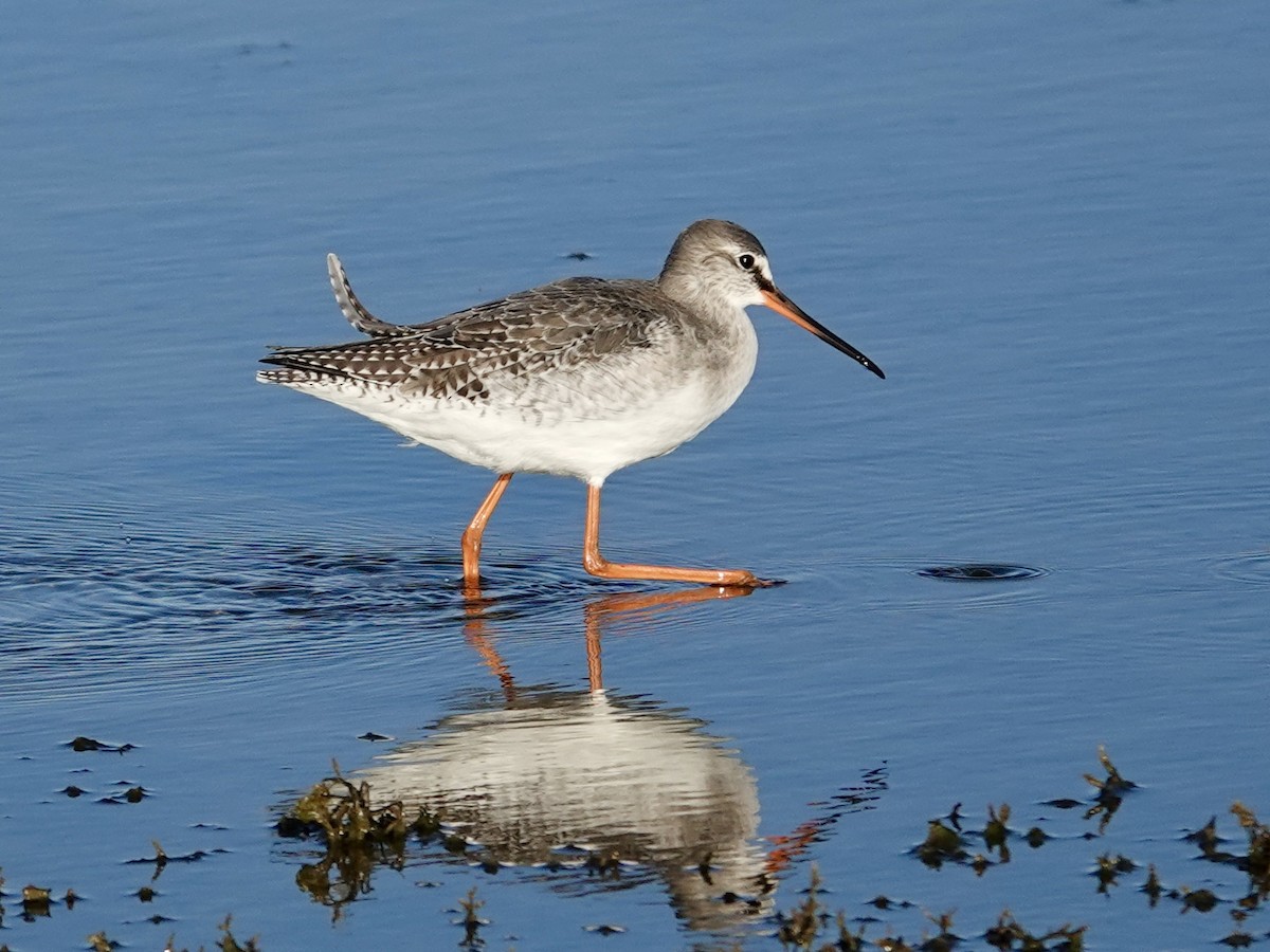 Spotted Redshank - ML645724646