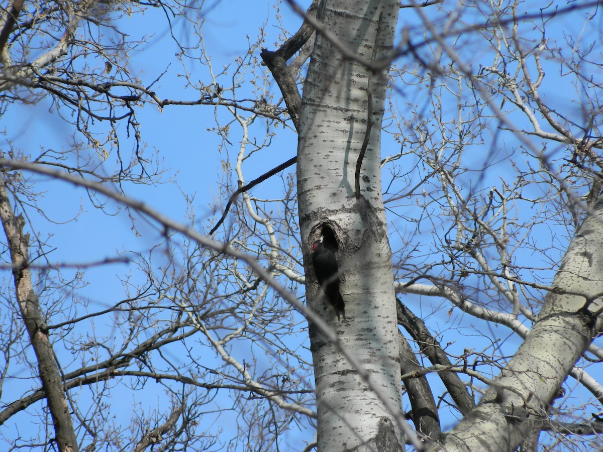 Black Woodpecker - ML645724652