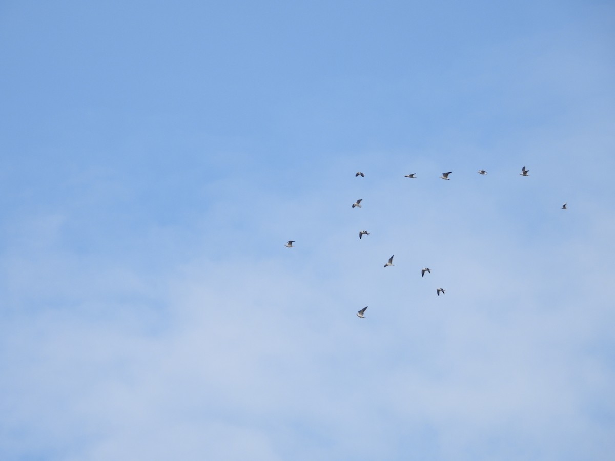 Zafferano - ML645724677