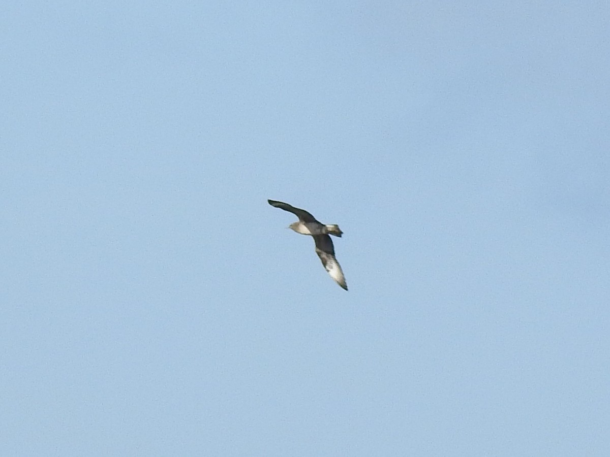 Годон хайлгана - ML645724682